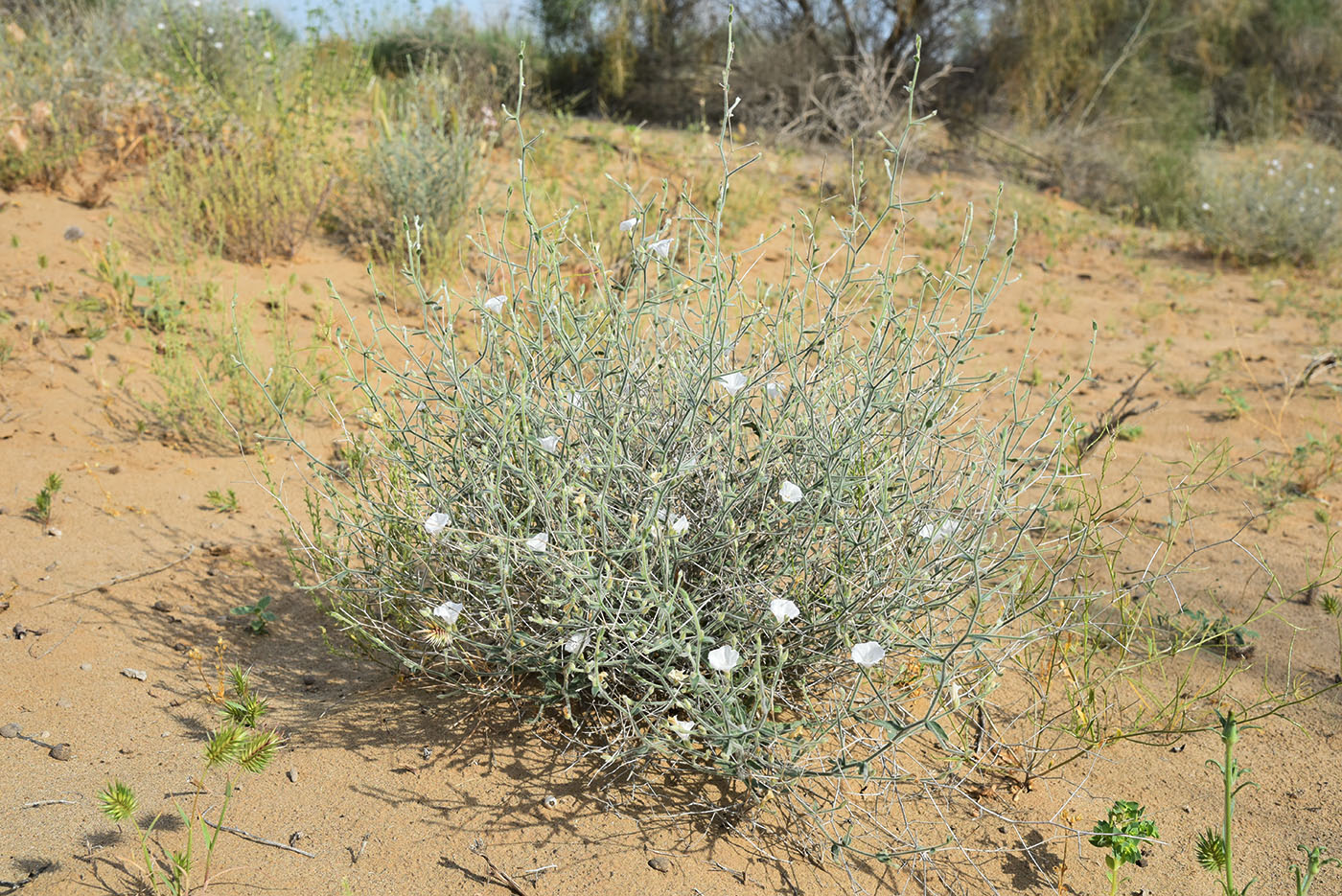 Изображение особи Convolvulus divaricatus.