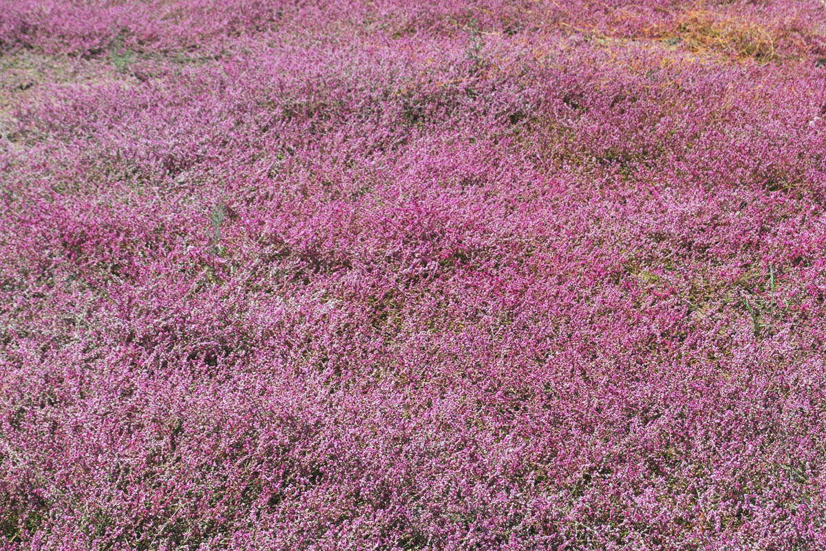 Изображение особи род Polygonum.