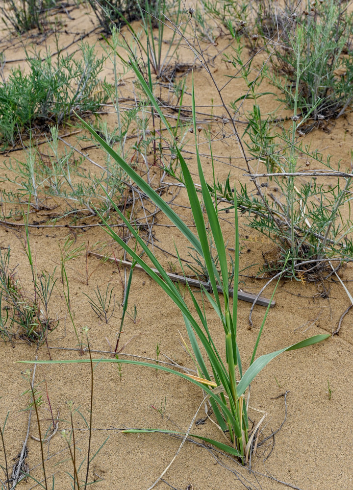 Image of Leymus racemosus specimen.