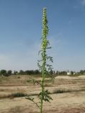 Artemisia tournefortiana