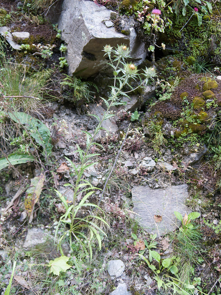 Image of Carlina biebersteinii specimen.