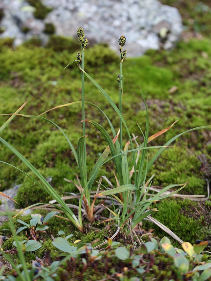 Изображение особи Carex bigelowii.