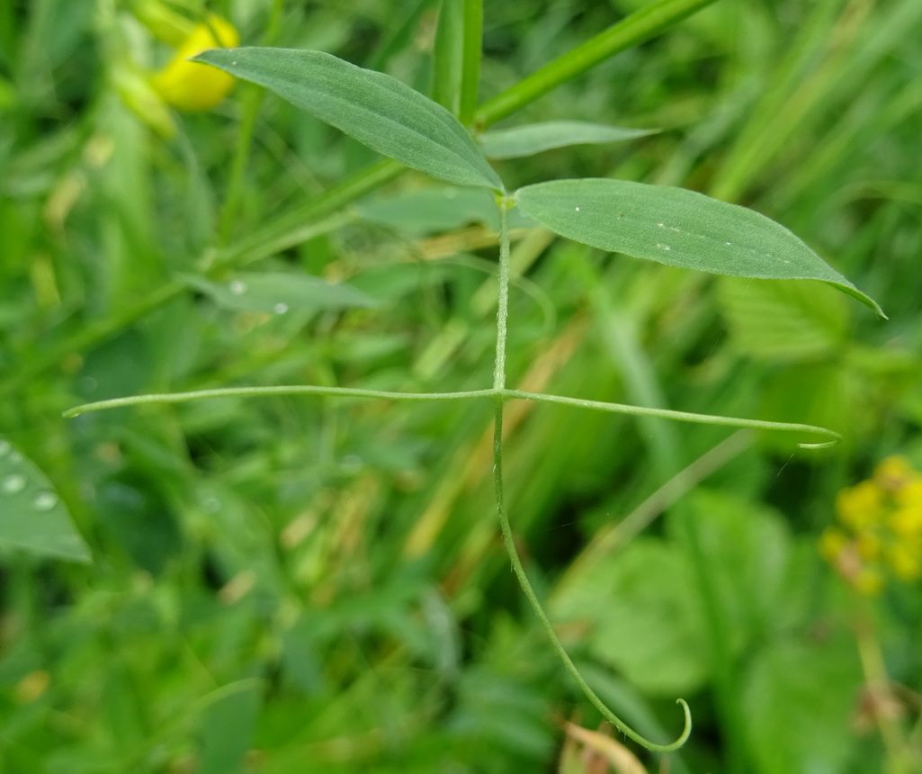 Изображение особи Lathyrus pratensis.