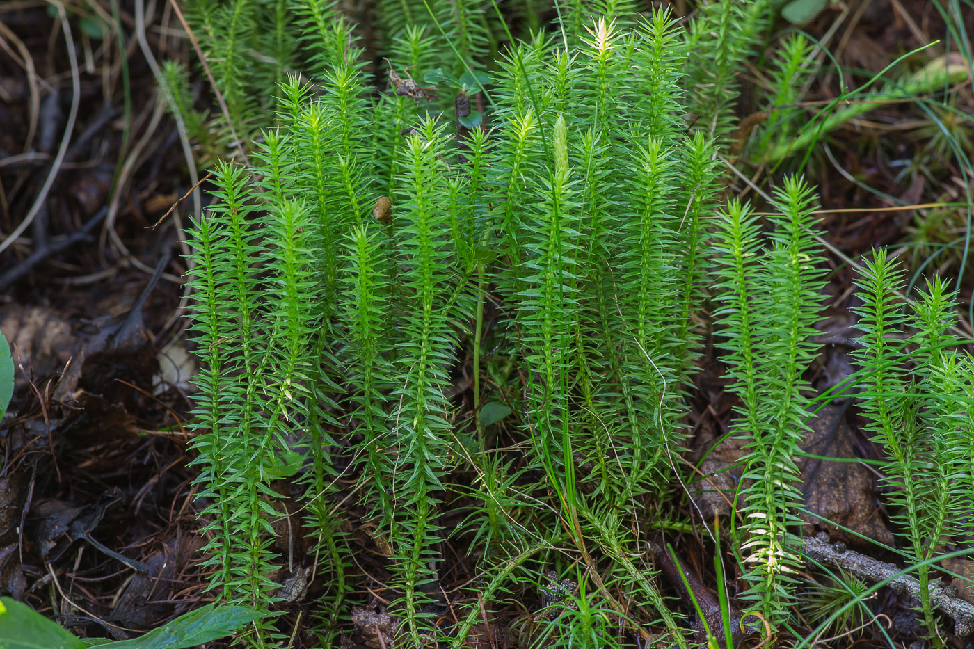 Image of Lycopodium annotinum specimen.