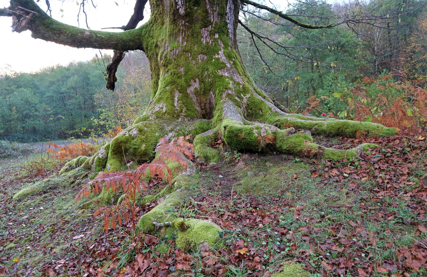 Изображение особи род Quercus.