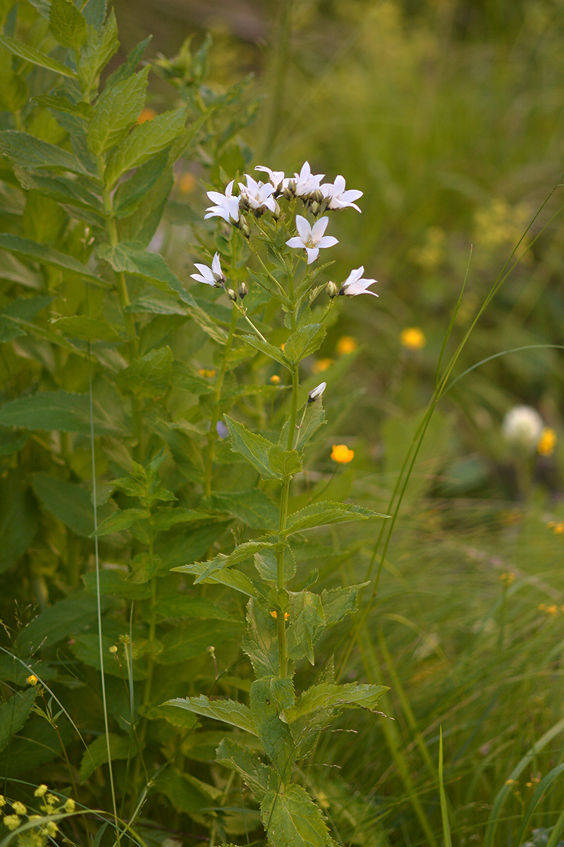 Image of Gadellia lactiflora specimen.