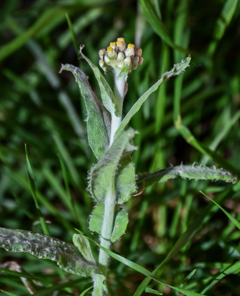 Image of Laphangium luteoalbum specimen.