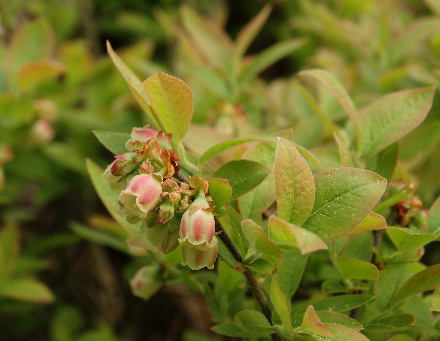 Image of Vaccinium myrtilloides specimen.