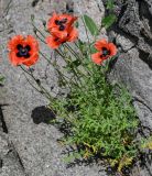 genus Papaver. Цветущее и плодоносящее растение. Грузия, Самцхе-Джавахети, пещерный монастырь Вардзиа, на скале. 13.06.2023.