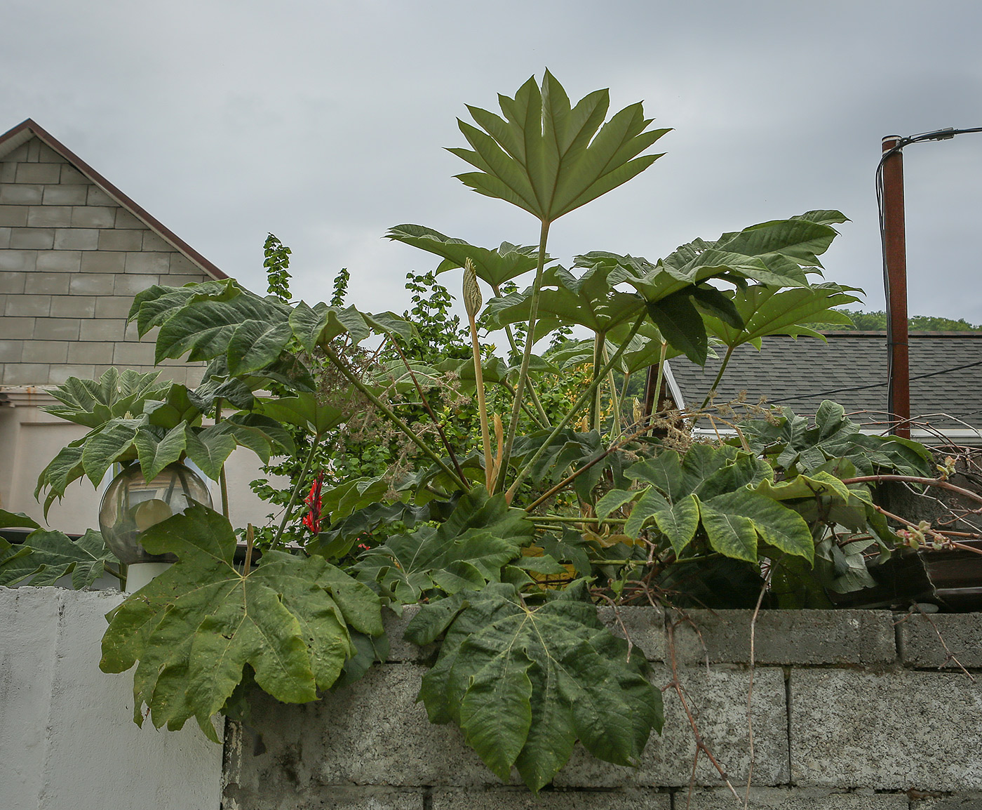 Image of Tetrapanax papyrifer specimen.