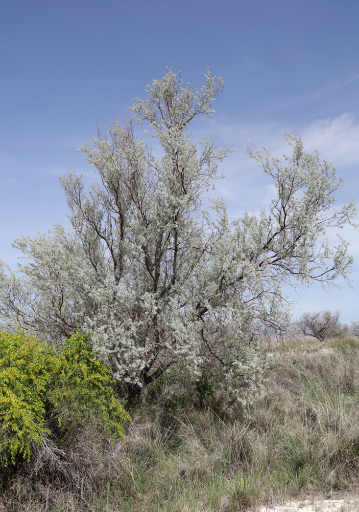 Image of Elaeagnus oxycarpa specimen.