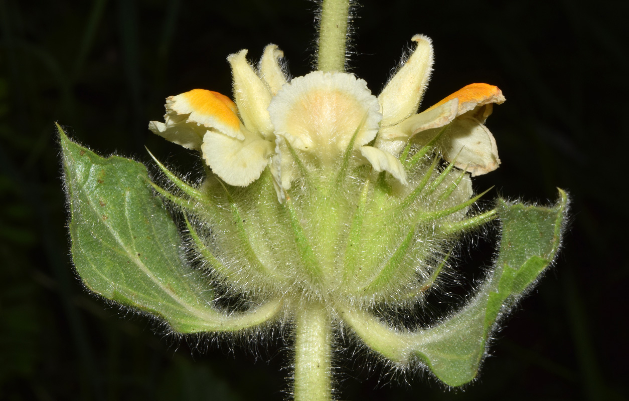 Image of Phlomoides arctiifolia specimen.