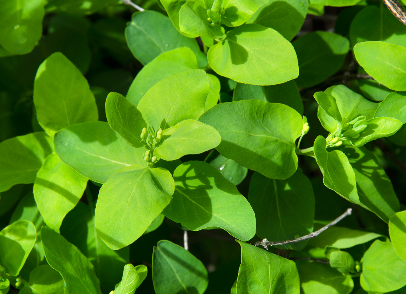 Image of Lonicera tatarica specimen.