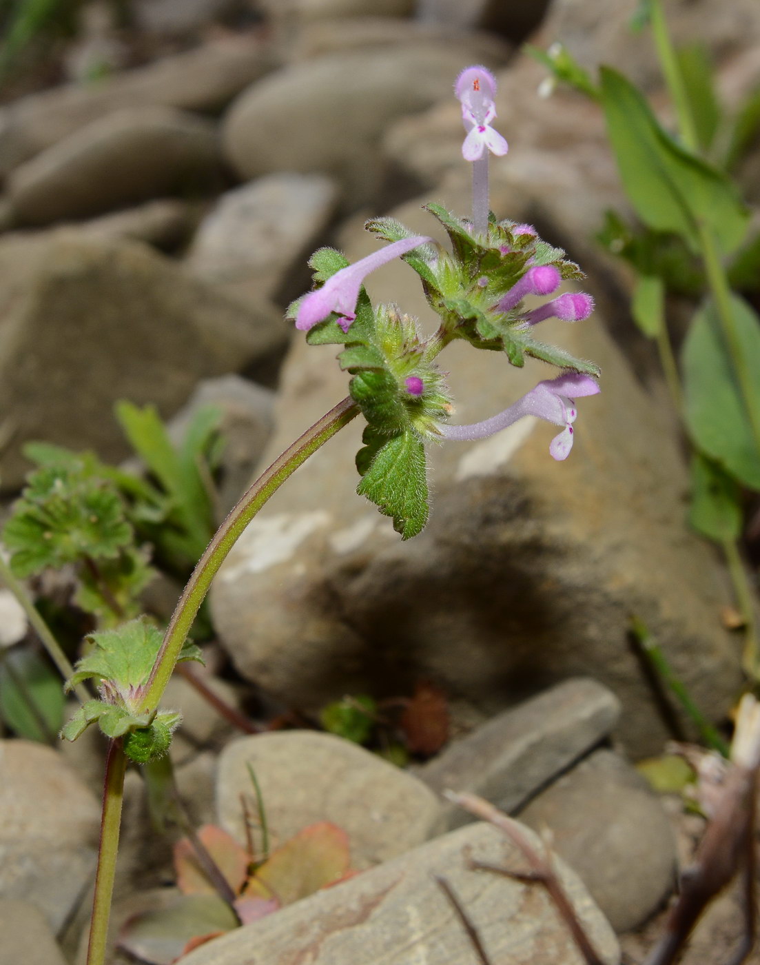 Image of Lamium amplexicaule specimen.