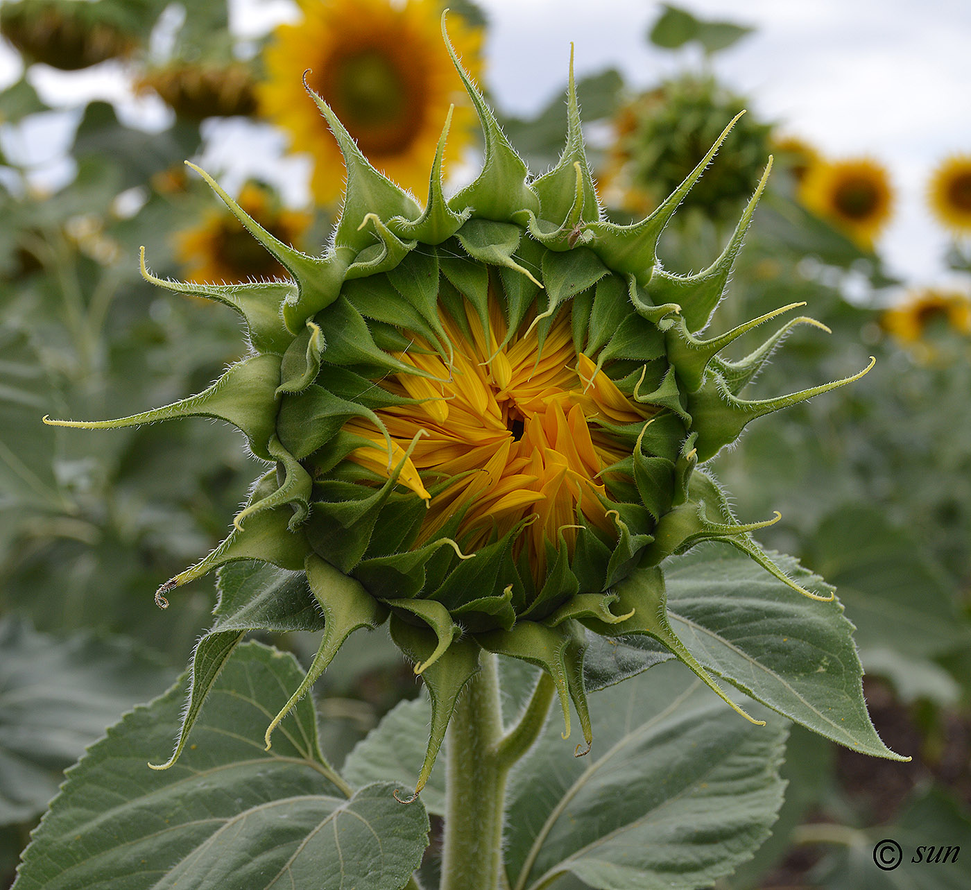 Изображение особи Helianthus annuus.