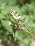 Arabis pendula. Цветки, завязи и бутоны. Хабаровский край, окр. г. Комсомольск-на-Амуре, дол. руч. Тёплый ключ. 03.08.2024.