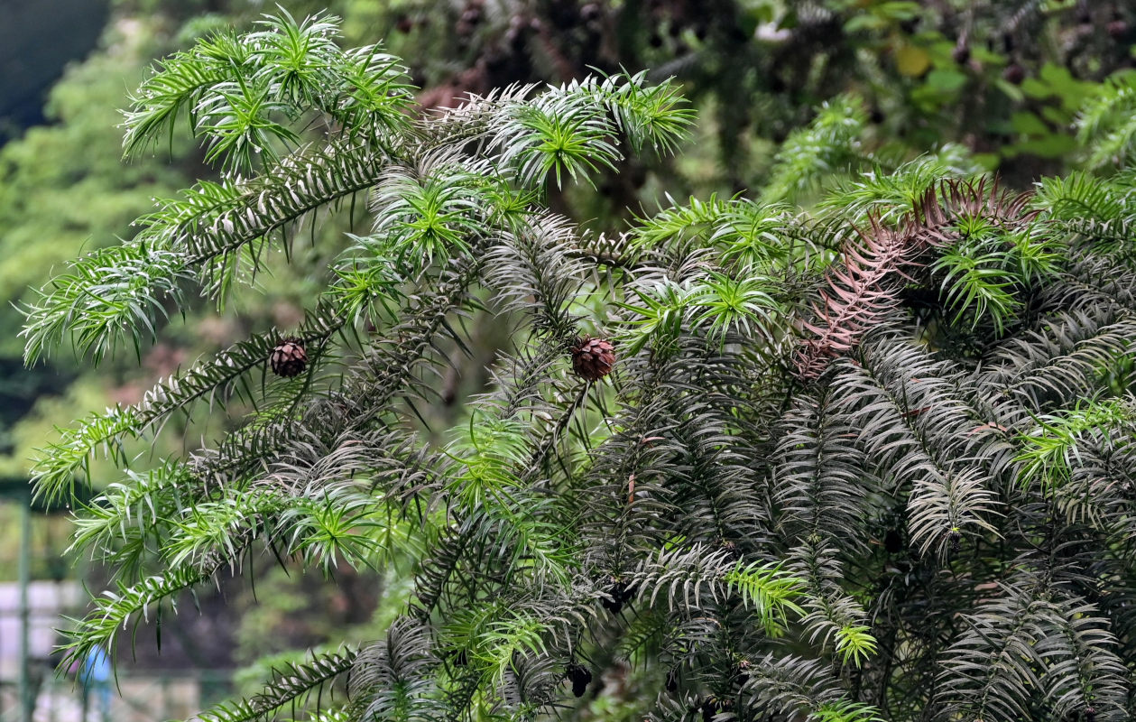 Image of Cunninghamia lanceolata specimen.