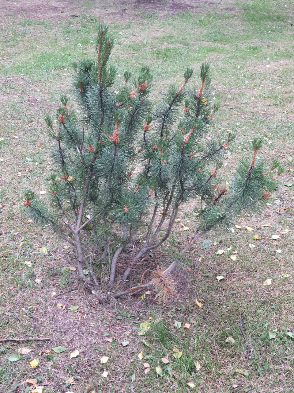 Изображение особи Pinus mugo.