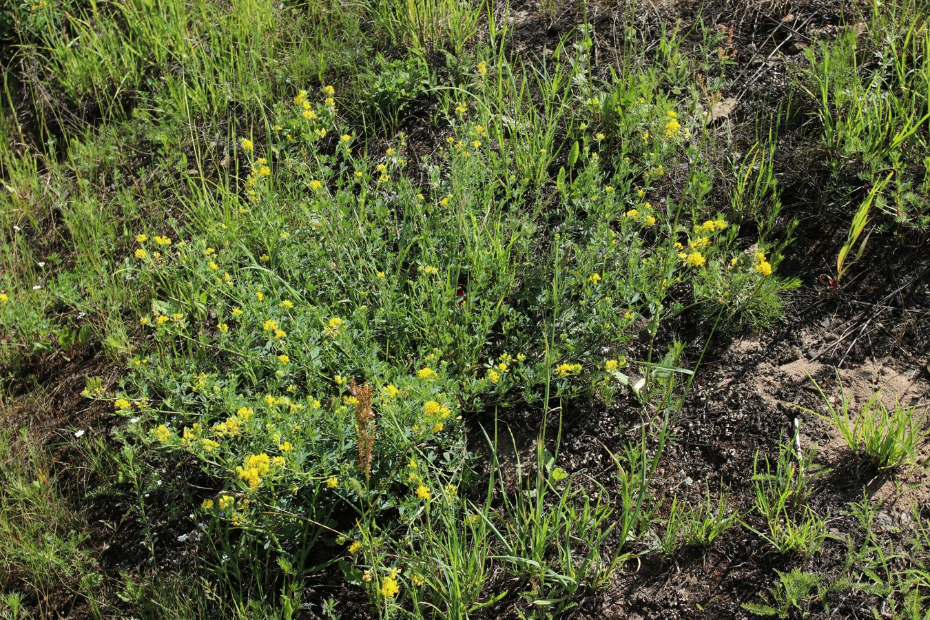 Изображение особи Medicago falcata.