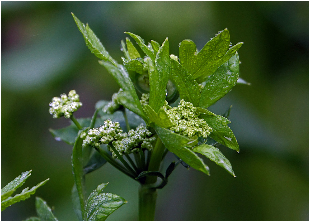 Image of Apium graveolens specimen.