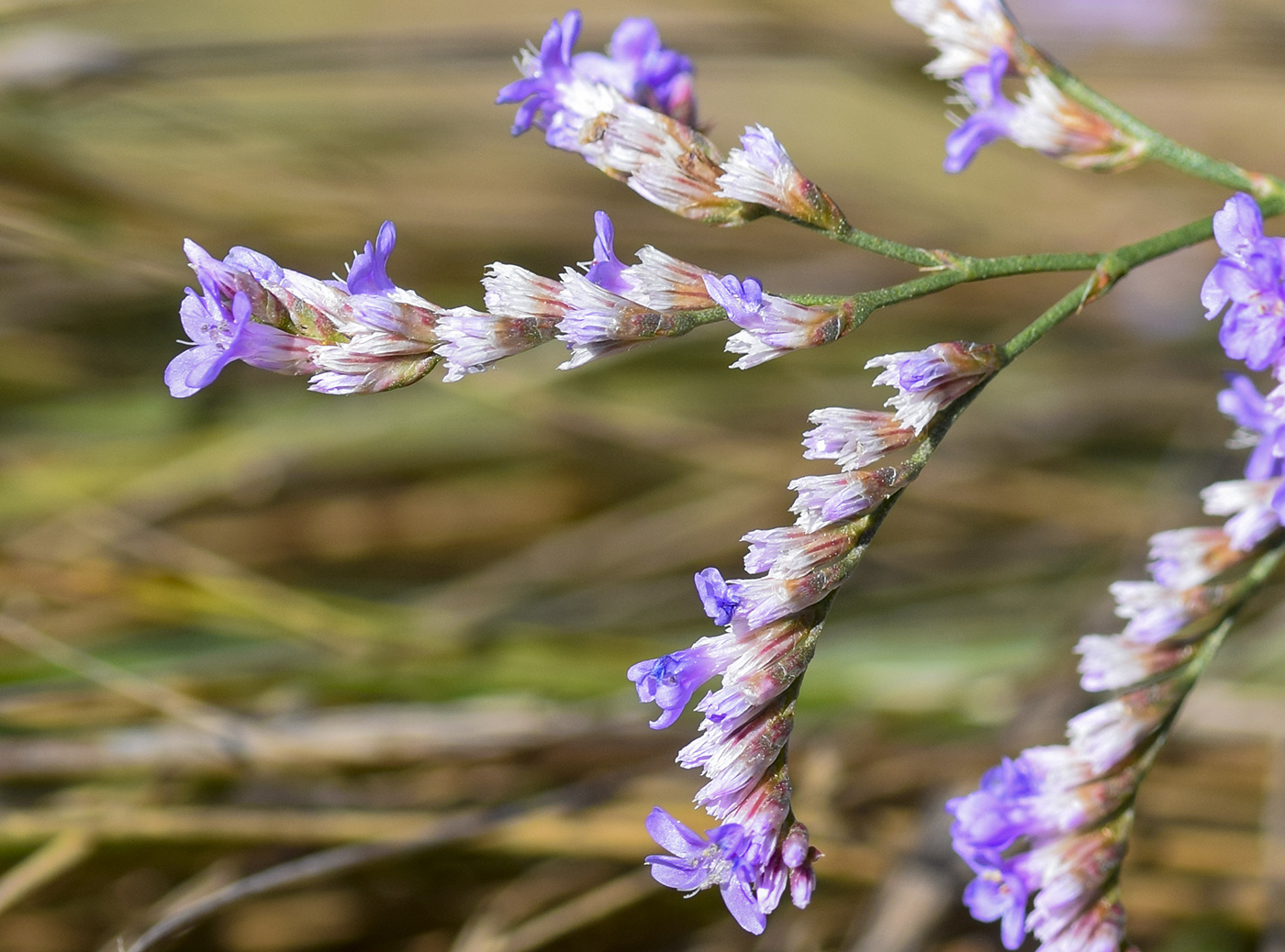 Изображение особи Limonium narbonense.