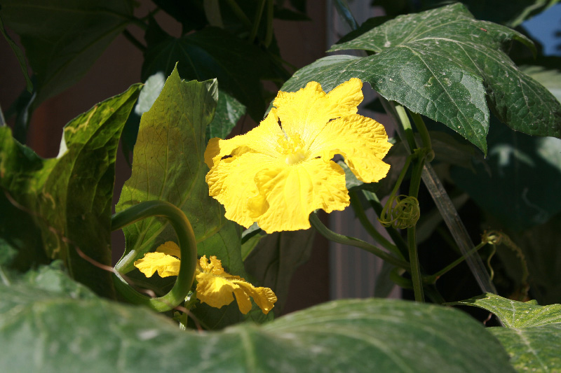 Image of Luffa aegyptiaca specimen.