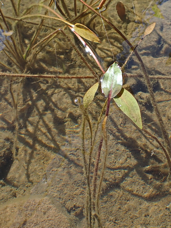 Image of genus Alisma specimen.