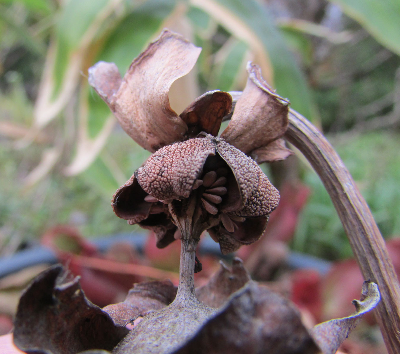 Image of Sarracenia purpurea specimen.