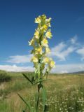 Linaria acutiloba