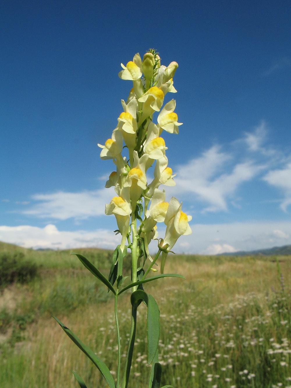 Изображение особи Linaria acutiloba.