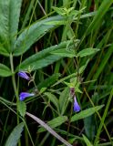 Scutellaria galericulata