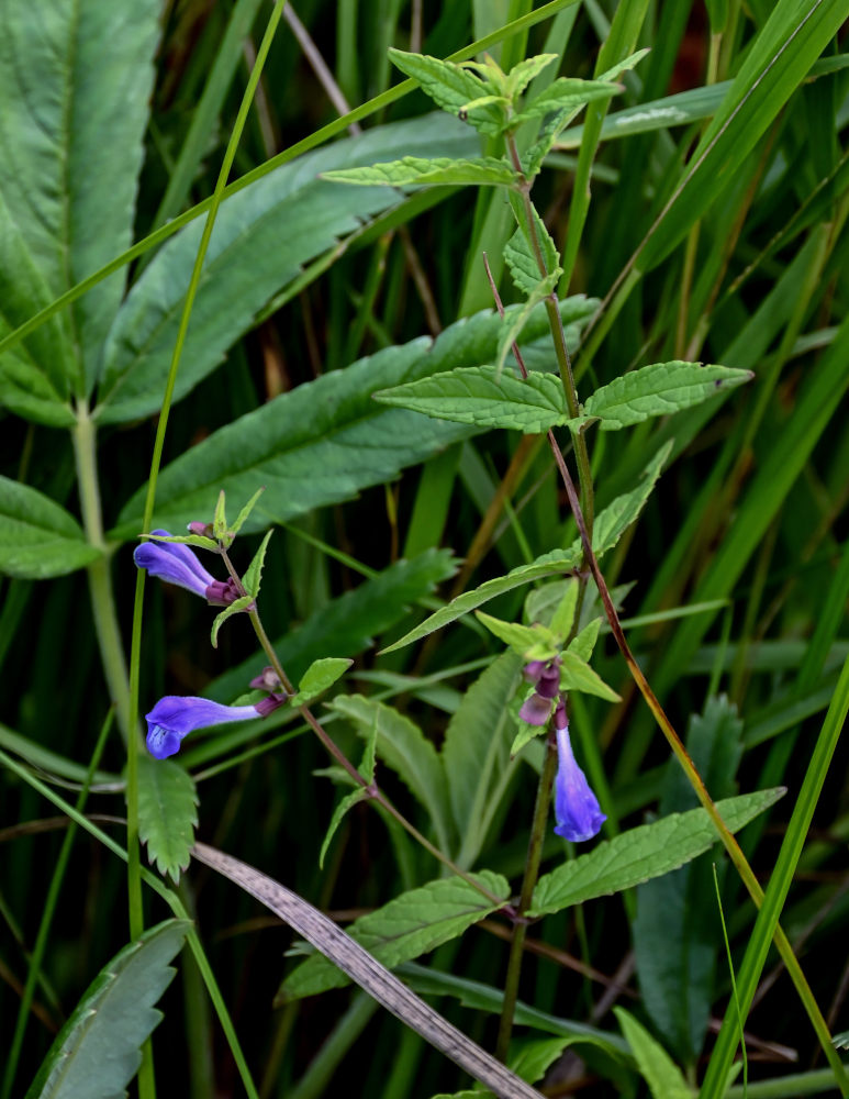 Изображение особи Scutellaria galericulata.