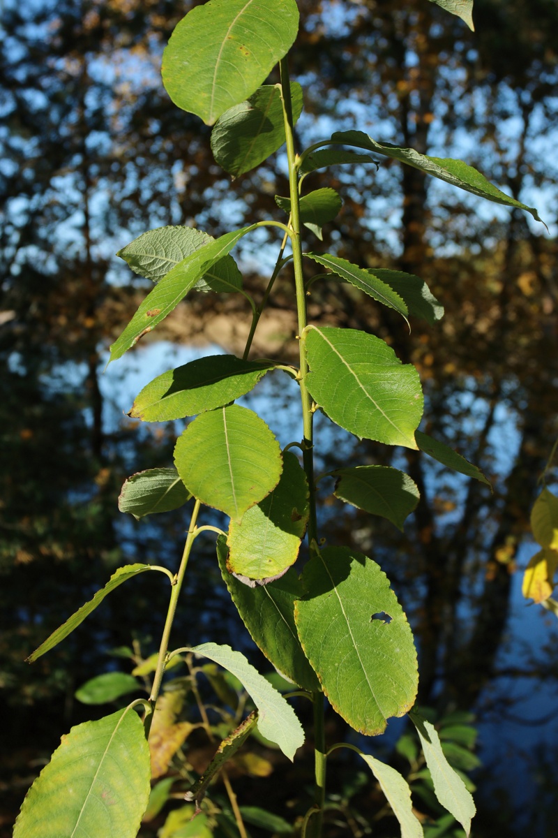 Изображение особи Salix caprea.