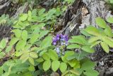 Lathyrus humilis