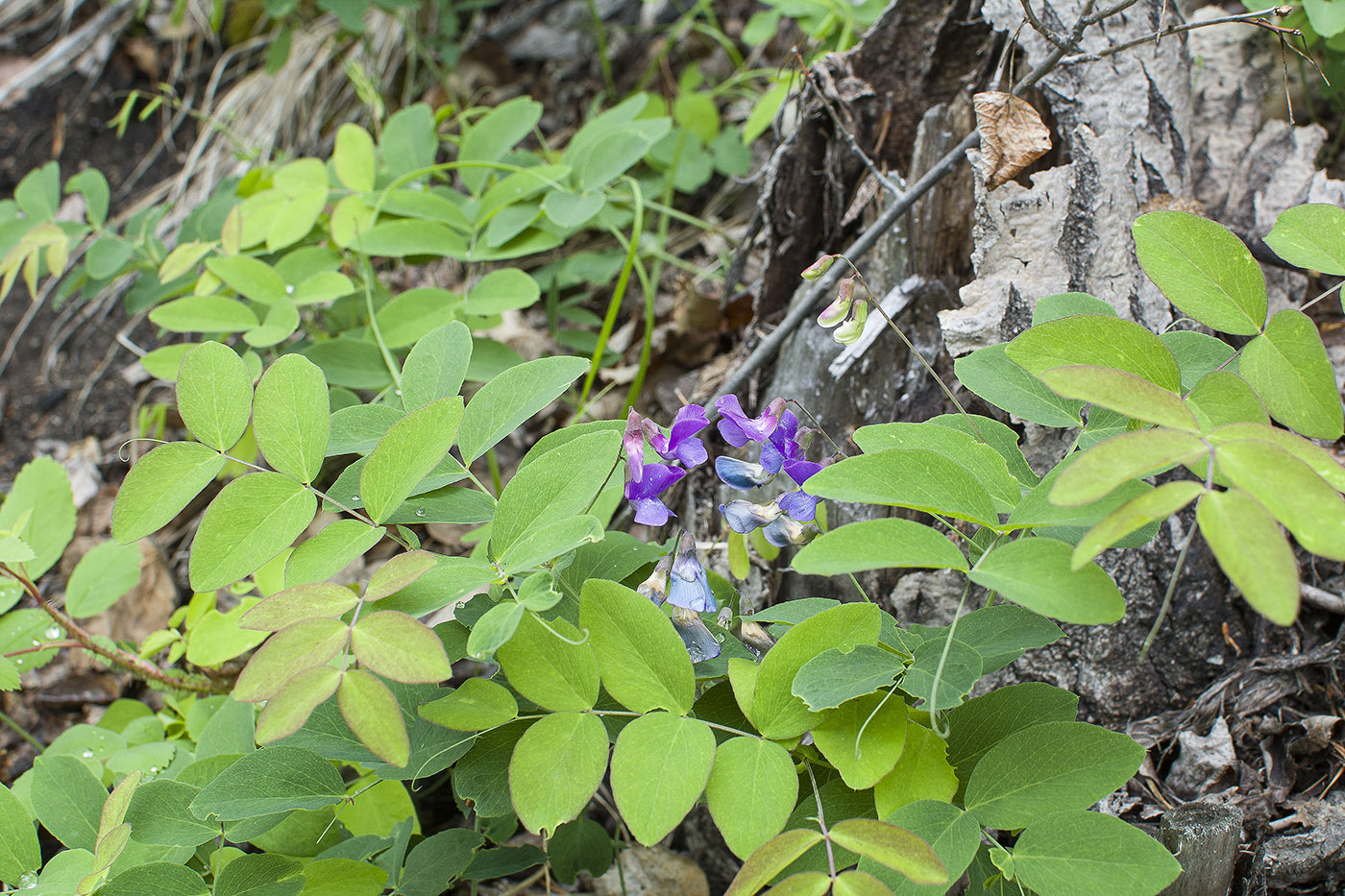 Изображение особи Lathyrus humilis.