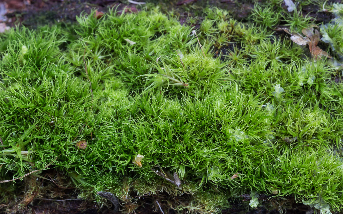 Image of Dicranum brevifolium specimen.