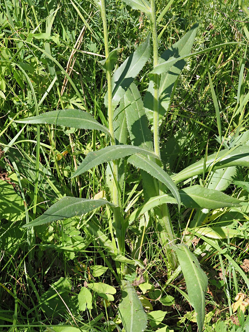 Изображение особи Cirsium canum.