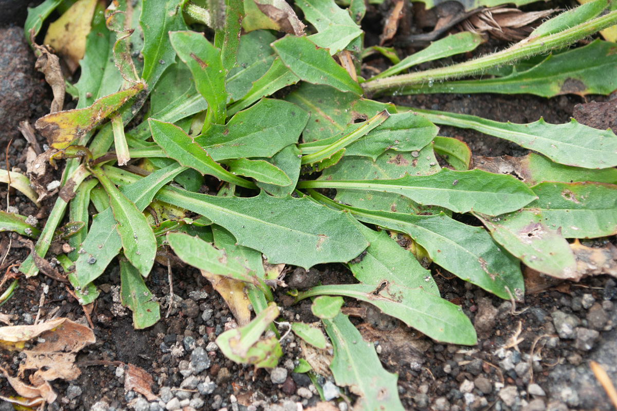 Image of Crepis chrysantha specimen.