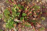 Potentilla anserina