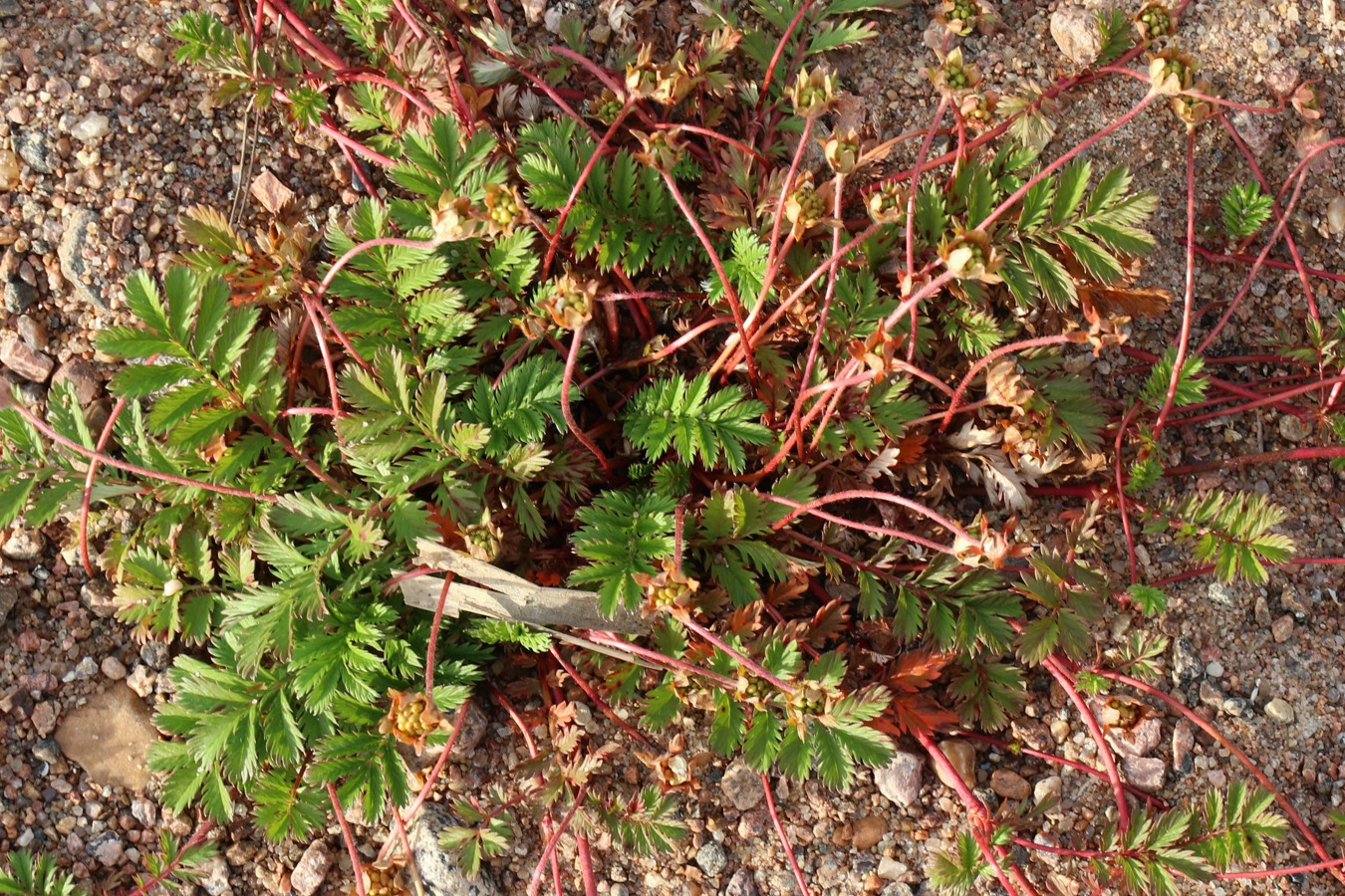 Image of Potentilla anserina specimen.