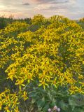 Senecio schwetzowii