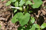 Calystegia silvatica