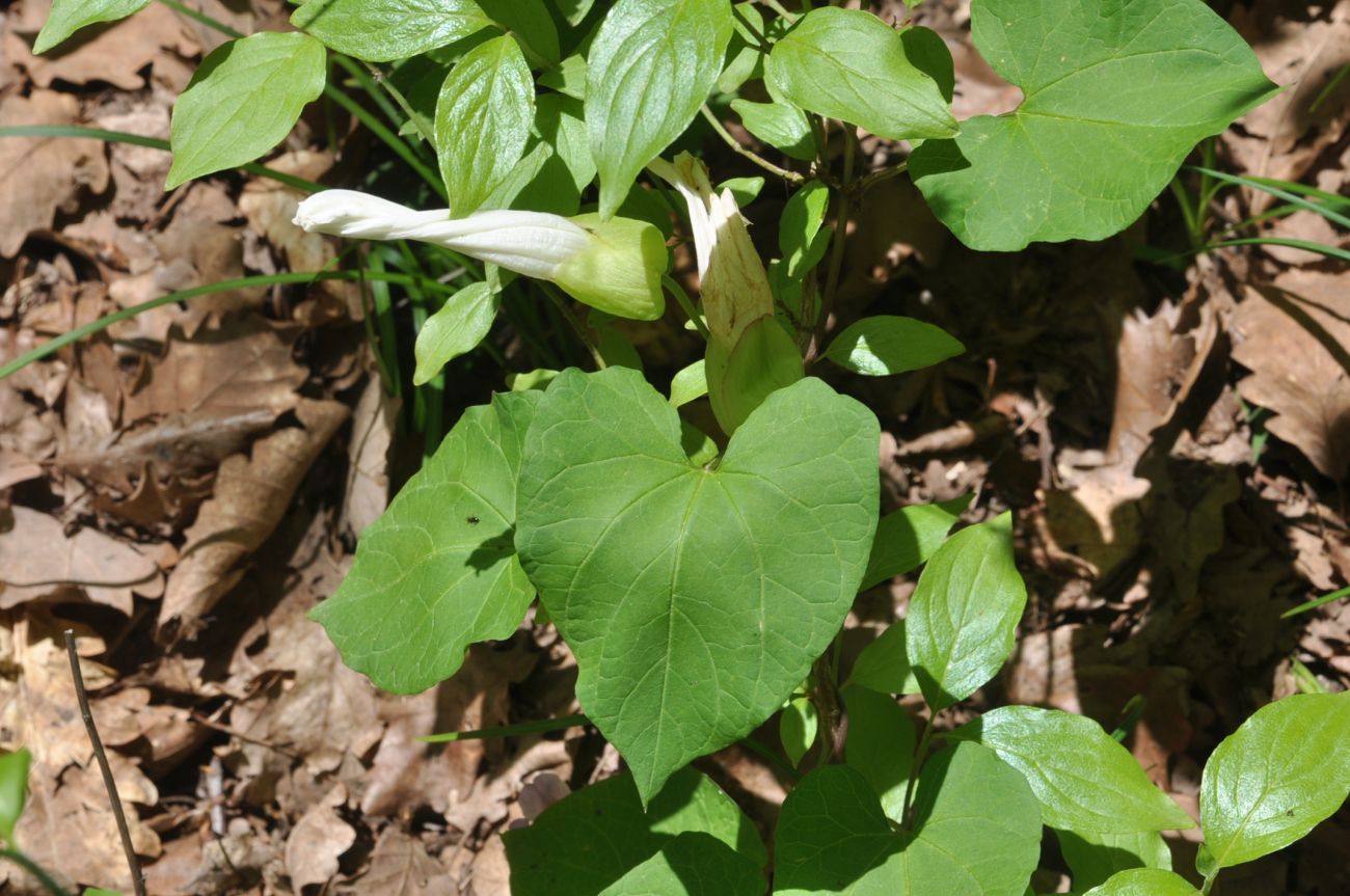 Image of Calystegia silvatica specimen.