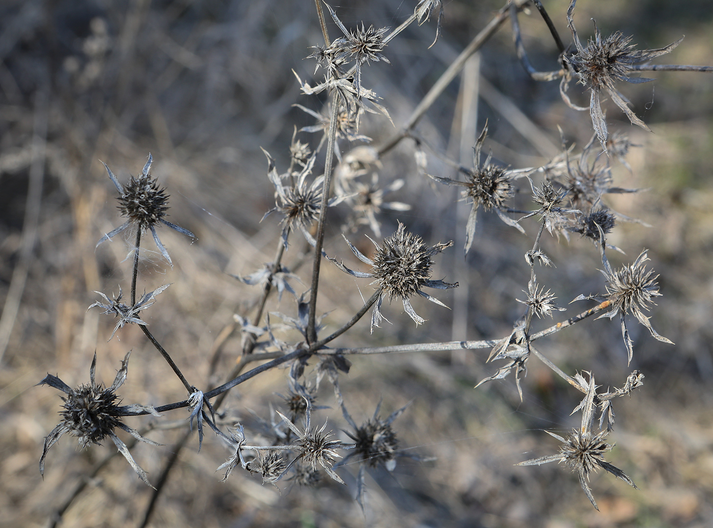 Изображение особи Eryngium planum.