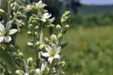 Veratrum dahuricum