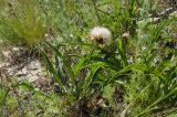 View full-size image Scorzonera austriaca