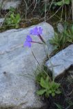 View full-size image Primula halleri