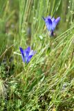 View full-size image Gentiana olivieri