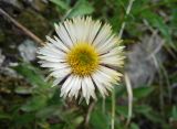 Смотреть изображение Erigeron lachnocephalus