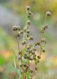 View full-size image Artemisia arctica